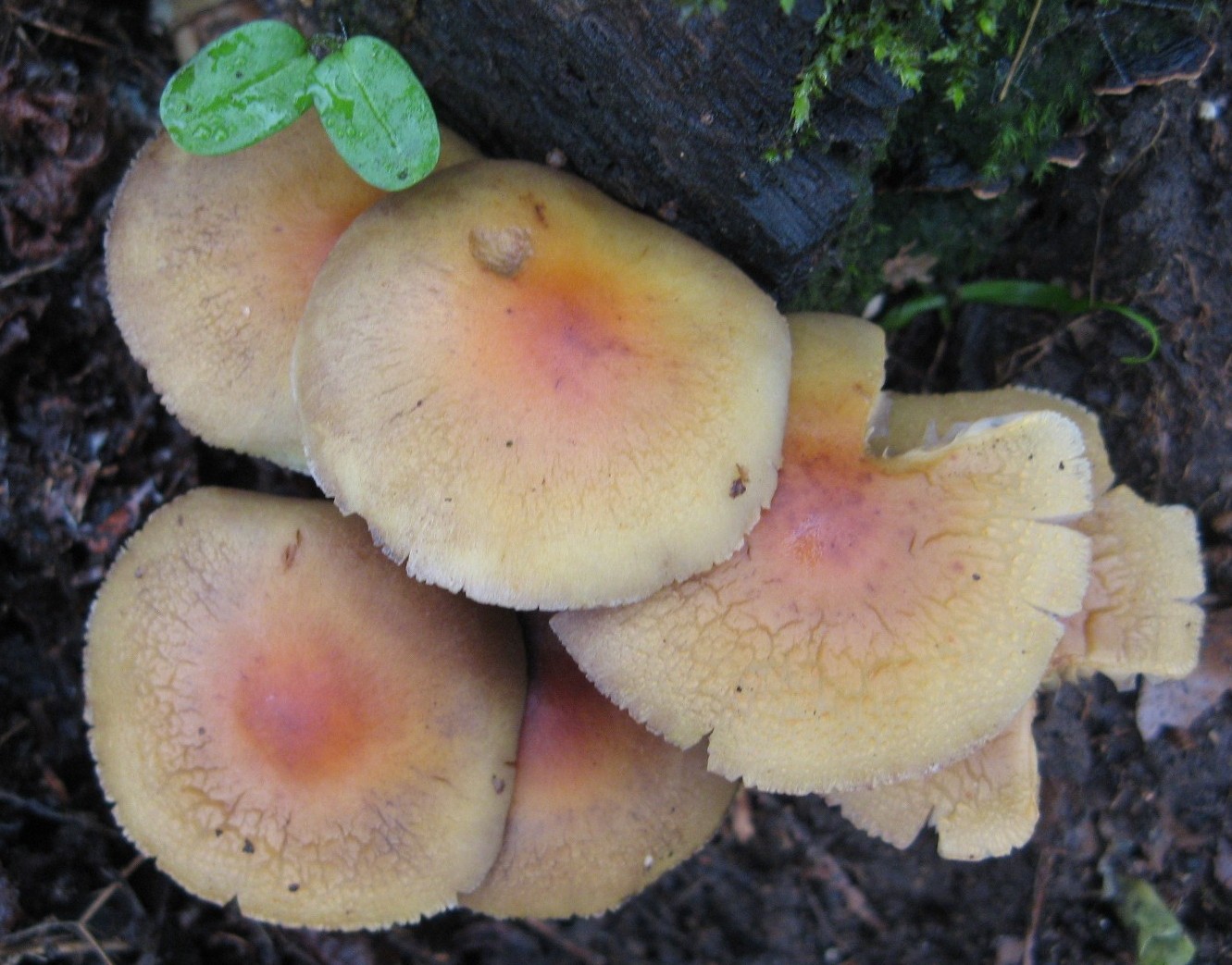 funghi invernali